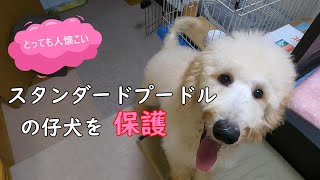 保護犬スタンプーが我が家にやって来た [upl. by Cornish]