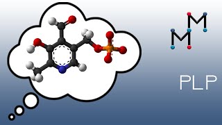 Transamination Mechanism Chemistry of the PLP Coenzyme [upl. by Boland]