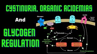 USMLE Step 1  Lesson 66  Cystinuria Organic Acidemias and Glycogen Regulation [upl. by Enawyd52]