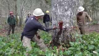 National Crosscut Saw Workshop [upl. by Flossie]