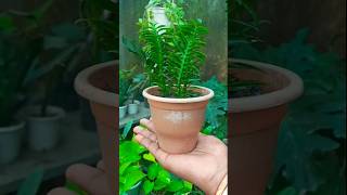 Devil backbone plant propagation with zero cost trending propagation shorts [upl. by Sabrina147]