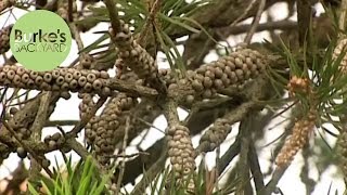 Burkes Backyard Ugly Bottlebrush [upl. by Borries]