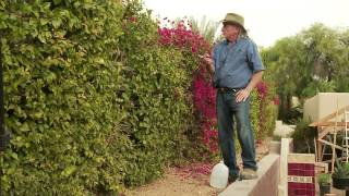 How to properly prune Bougainvillea [upl. by Wernher]