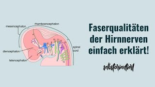 Faserqualitäten der Hirnnerven einfach erklärt  Einteilung in Sensorisch  Motorisch  Gemischt [upl. by Divd]