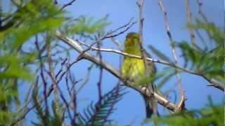 Canary Islands wild canary [upl. by Cleavland284]