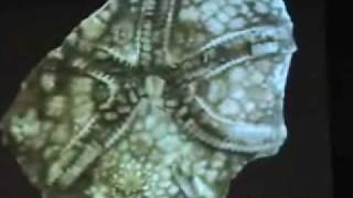 Cambrian Fossil Edrioasteroids pt 15 [upl. by Hecker]