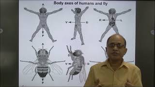 Pre Ph D Course Zoology Paper II Advances in ZoologyUnit1 Model Organism Drosophila [upl. by Nyleak]