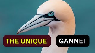 The biology and Anatomy of The Gannet Birds Gannets Diving How long can Gannets stay underwater [upl. by Akerdnuhs]