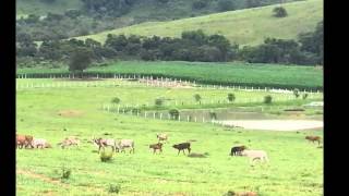 O Doutor e o Caipira  Goiano e Paranaense [upl. by Icart649]