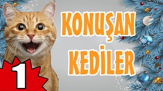 Konuşan Kediler 1  En Komik Kedi Videoları [upl. by Ical]