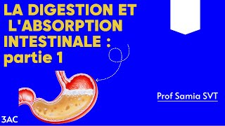 La digestion et labsorption intestinale partie 1 Prof Samia SVT svt 3ac digestion absorption [upl. by Yzeerb]