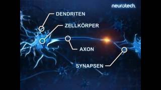 Grundlagen 2 Neurone neurotech [upl. by Lois]