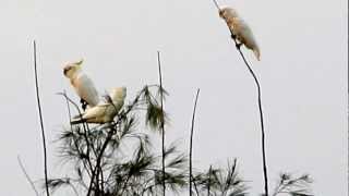 Bird Sounds  COCKATOO [upl. by Rednasela]