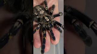 Poecilotheria metallica female [upl. by Whiffen683]