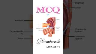 Anatomy MCQ on phrenicocolic ligament shorts phrenicocolicligament [upl. by Harper848]