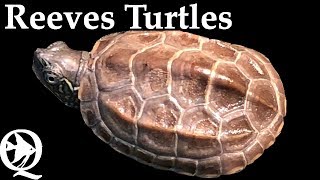 Reeves Turtle Setup [upl. by Jareb]