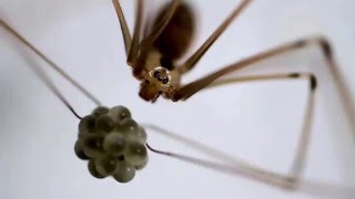 Baby Spiders first catch Mosquito [upl. by Cindra]