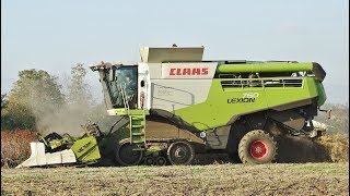 Soy Harvest  Claas Lexion 760 TerraTrac  Cressoni CRX Sojaflex 660  DE FORNI [upl. by Eeleimaj]