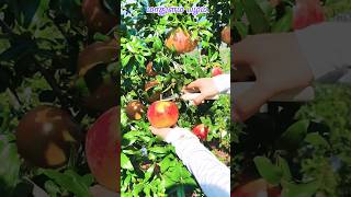 Mastering Pomegranate Harvest Fresh Cuts amp Skills fruitshooting [upl. by Feldt]