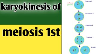 Phases of karyokinesis of meiosis 1 class 9 biologyLesson no30 [upl. by Nairahcaz]