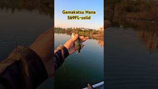 Микроджиг на Gamakatsu Hana S69FLsolid fishing рыбалка fish микроджиг gamakatsu [upl. by Nemhauser]