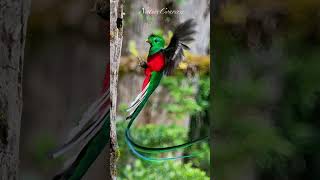 Resplendent quetzal name associated with Aztec civilisation nature shorts [upl. by Lan]