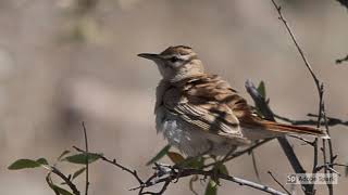 BIRDS VOICE  The rufoustailed scrub robin Bird [upl. by Rosetta]