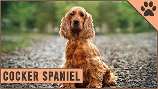 Cocker Spaniel  Dog Breed Information [upl. by Gaylor]