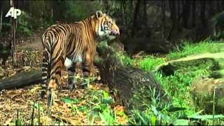 Raw Video Tiger Cubs Debut at Sydney Zoo [upl. by Festa]