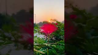 Calliandra haematocephalaPlant flowers plants viralvideo entertainment ajaykvideo [upl. by Ahsait]