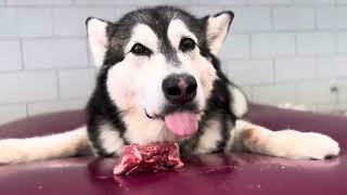 Playful Malamute Flips Raw Steak Onto Waterbed For Hilarious Mealtime Antics alaskanmalamute [upl. by Akimyt]