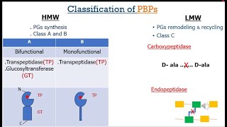 Penicillin Binding Proteins English [upl. by Trebbor]