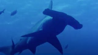 How the Hammerhead Shark Got its Name  Hammerhead  BBC Studios [upl. by Maximo589]