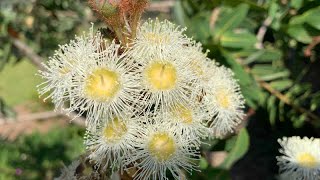 Angophora hispida Dwarf Apple Banda  Cadigal [upl. by Mcmurry]