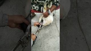 Castration of buck male goat 🐐 agrisolution youtubeshorts shortvideo viral [upl. by Aikahc142]