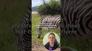 Why Zebras Have Stripes Natures Clever Camouflage Explained [upl. by Naes]