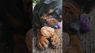 Big rottweiler eating a tasty bone dogs rottweilerdog animals dog shorts [upl. by Malim]