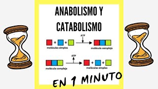 Anabolismo y Catabolismo EN 1 MINUTO [upl. by Eittap314]