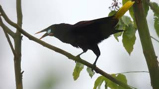 Colorida Ave Oropendola emitiendo sonido [upl. by Dittman]