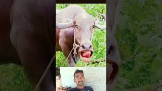 Cow funny reelsflowers comedy [upl. by Anilah752]