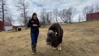 Meet A Musk Ox Monday Safety [upl. by Ecinahc]