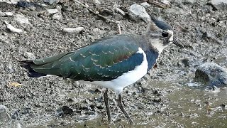 Bird Facts The Northern Lapwing [upl. by Yrrek158]