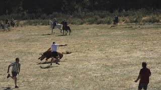 Vadillo de la Guareña 2024 Encierro mixto del domingo [upl. by Tumer]