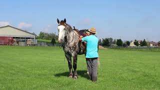 Larry  163HH PercheronQuarter Horse Cross [upl. by Sankaran]