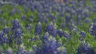 Heres how to plant bluebonnets at home [upl. by Naylor]