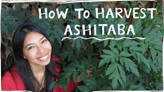 How To Correctly Harvest Ashitaba AKA Tomorrow Leaf [upl. by Redneval]