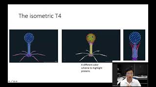 Bacteriophage T4 Atomistic Model Structural Biology Background [upl. by Sucitivel]