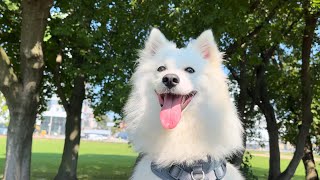 Happy Japanese Spitz Waiting for Dog Friends to Come [upl. by Enail]