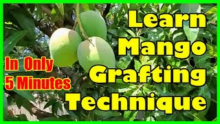 How To Graft Mango Tree Grafting Mango Trees Technique [upl. by Kannry]