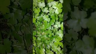 Hydrocotyle Tripartita [upl. by Amek]